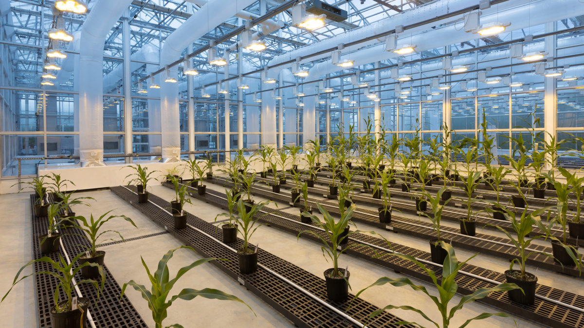 Glass Laboratories Shedding Light on R&D Greenhouse Design Clark Nexsen