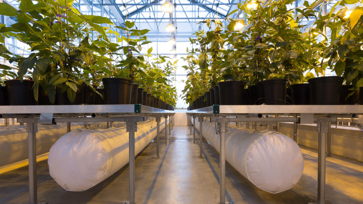 Bayer Greenhouse 5 research facility designed by Clark Nexsen