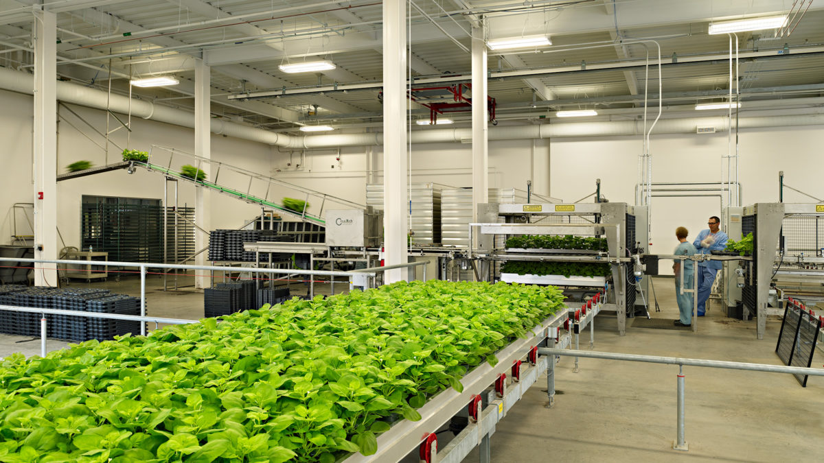 Medicago USA Vaccine Production Facility designed by Clark Nexsen