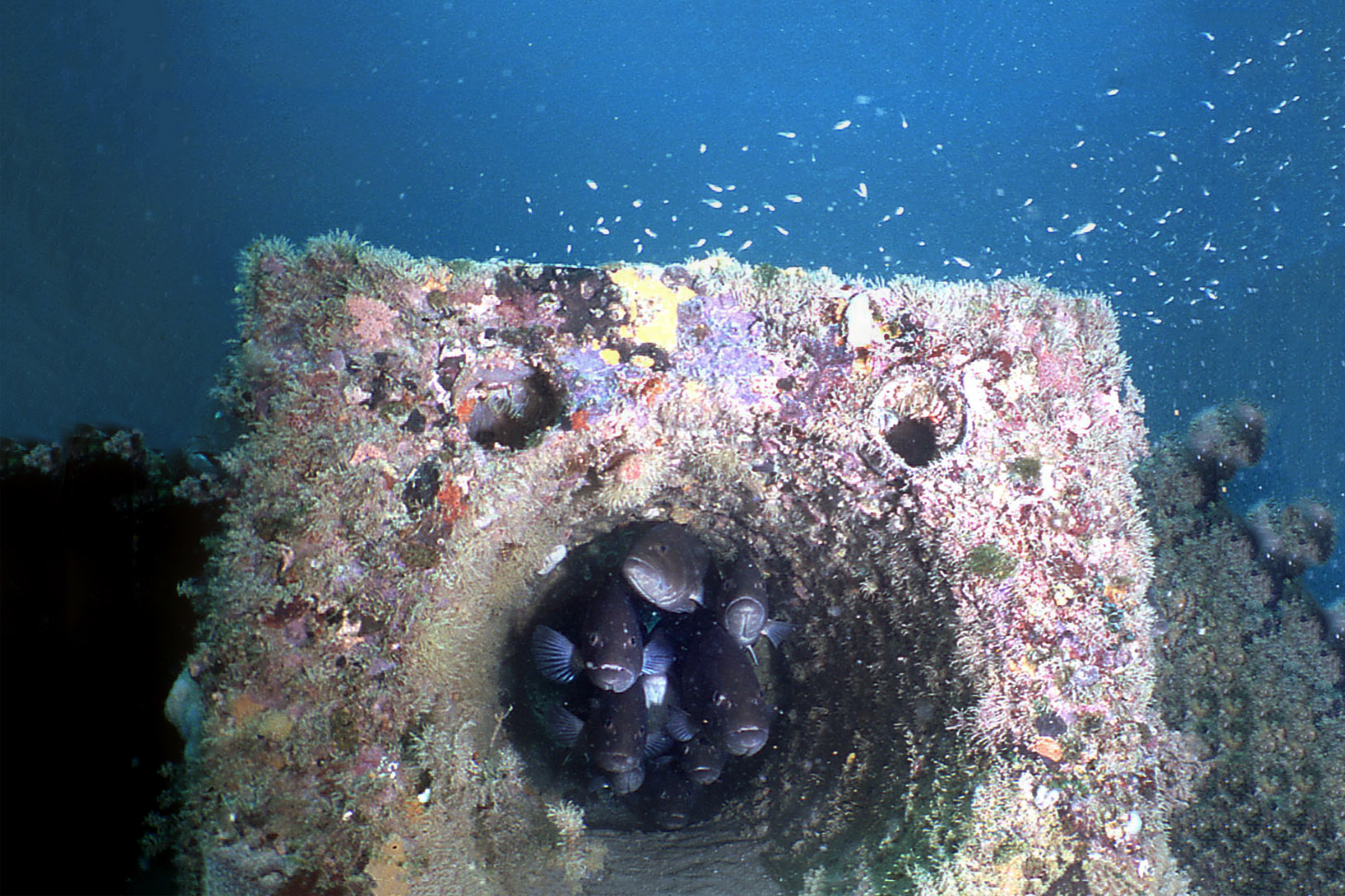 From Bridge to Reef Repurposing Concrete for the Marine Environment
