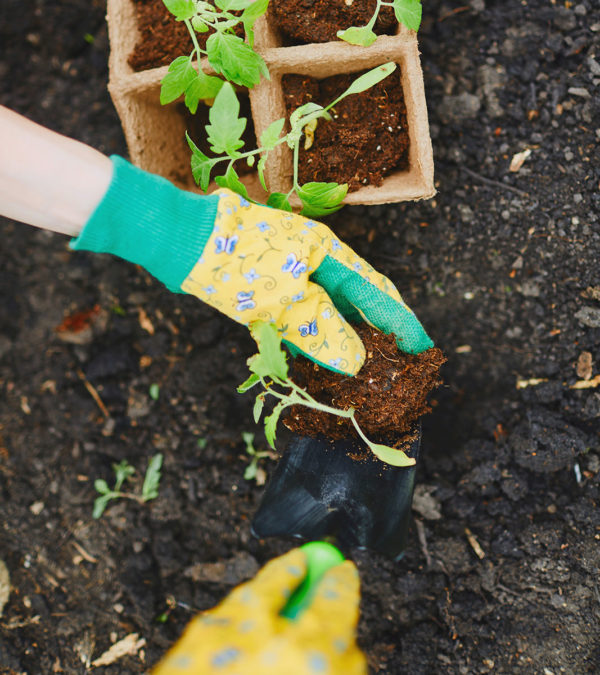 Studies have shown gardening is a beneficial outdoor learning experience.