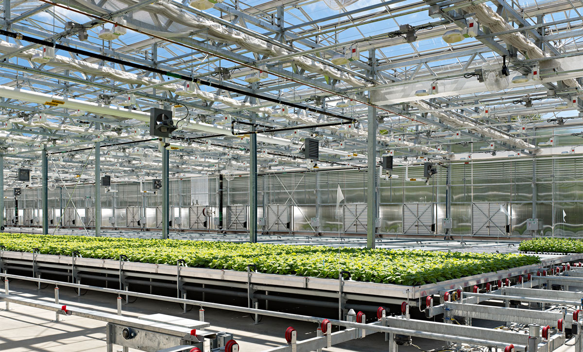 Research greenhouse at Medicago's RTP facility